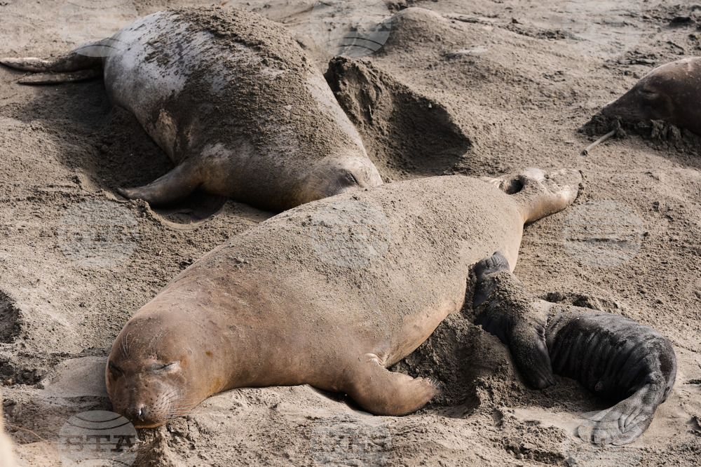 US Elephant Seals