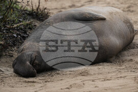 US Elephant Seals