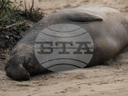 US Elephant Seals