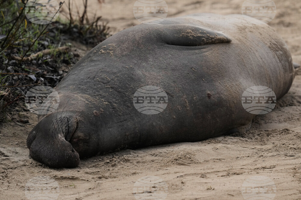 US Elephant Seals