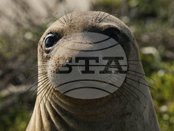 US Elephant Seals