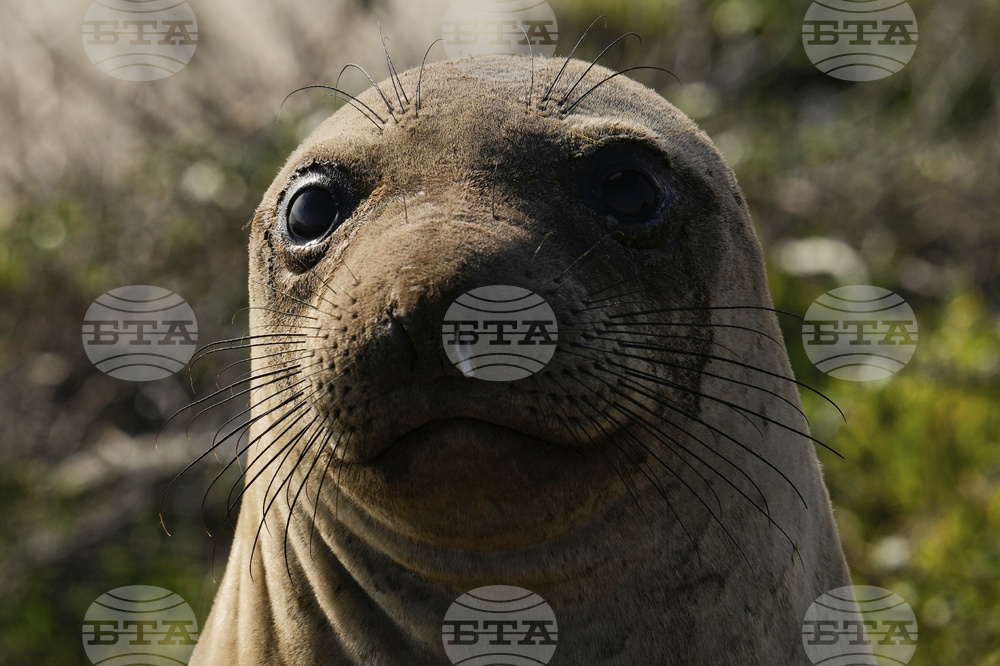 US Elephant Seals
