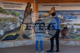 US Elephant Seals