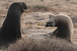 APTOPIX US Elephant Seals