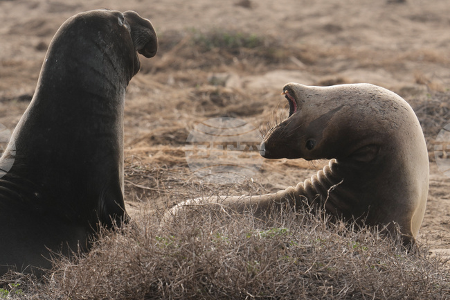 APTOPIX US Elephant Seals