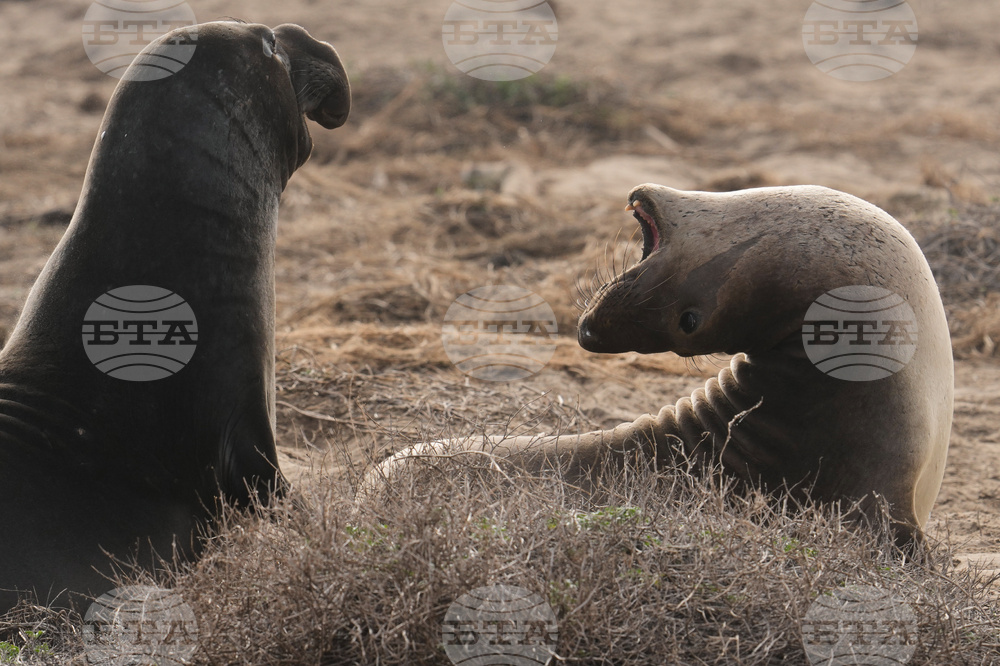 APTOPIX US Elephant Seals