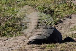 US Elephant Seals