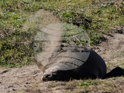 US Elephant Seals