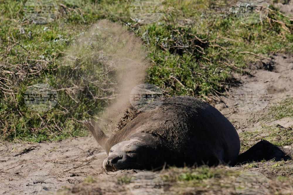 US Elephant Seals