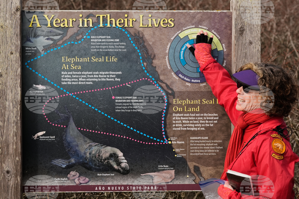 US Elephant Seals