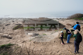 US Elephant Seals
