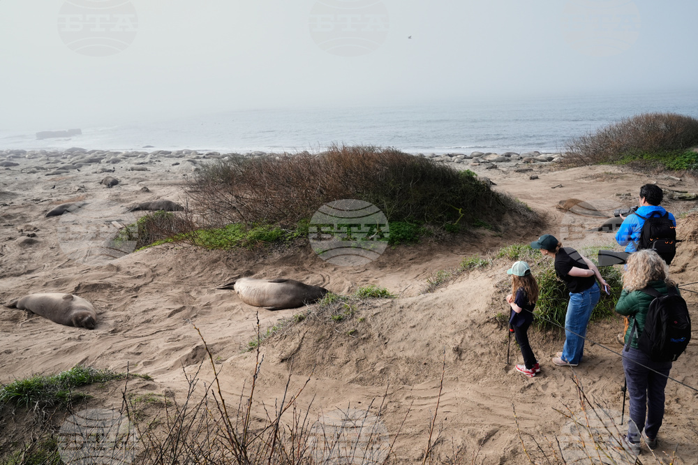 US Elephant Seals