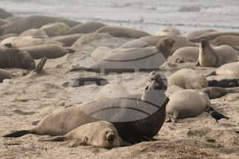 US Elephant Seals