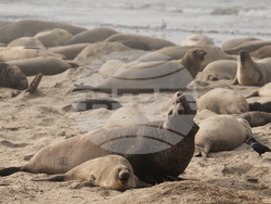 US Elephant Seals
