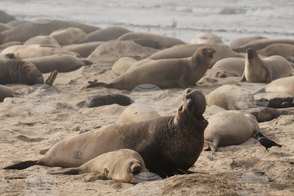 US Elephant Seals