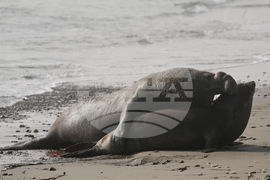 US Elephant Seals