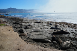 US Elephant Seals