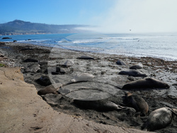 US Elephant Seals