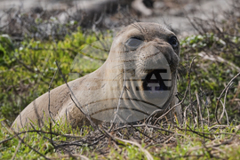 APTOPIX US Elephant Seals