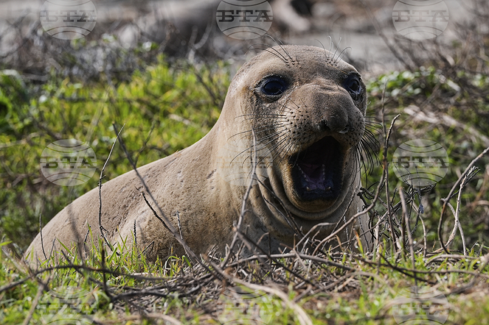 APTOPIX US Elephant Seals