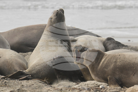 US Elephant Seals