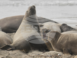 US Elephant Seals