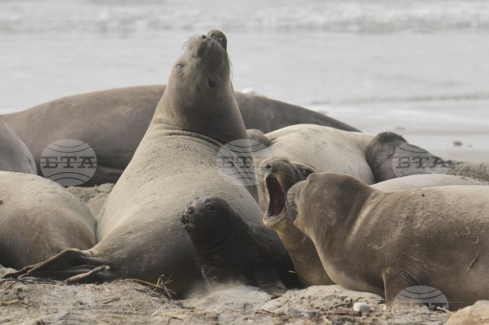 Сезонът на чифтосването на морските слонове привлича хиляди хора в калифорнийски природен парк