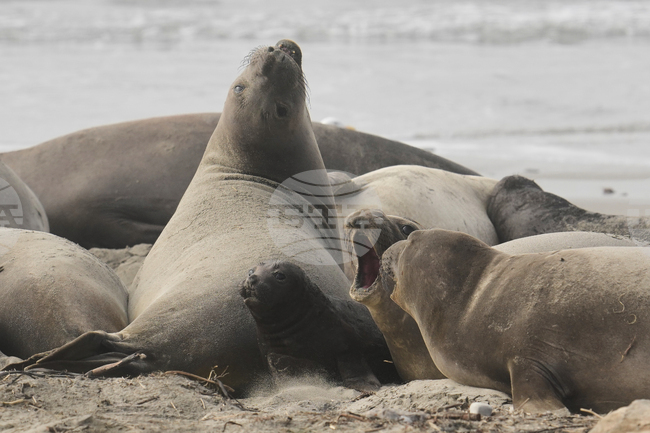 Сезонът на чифтосването на морските слонове привлича хиляди хора в калифорнийски природен парк