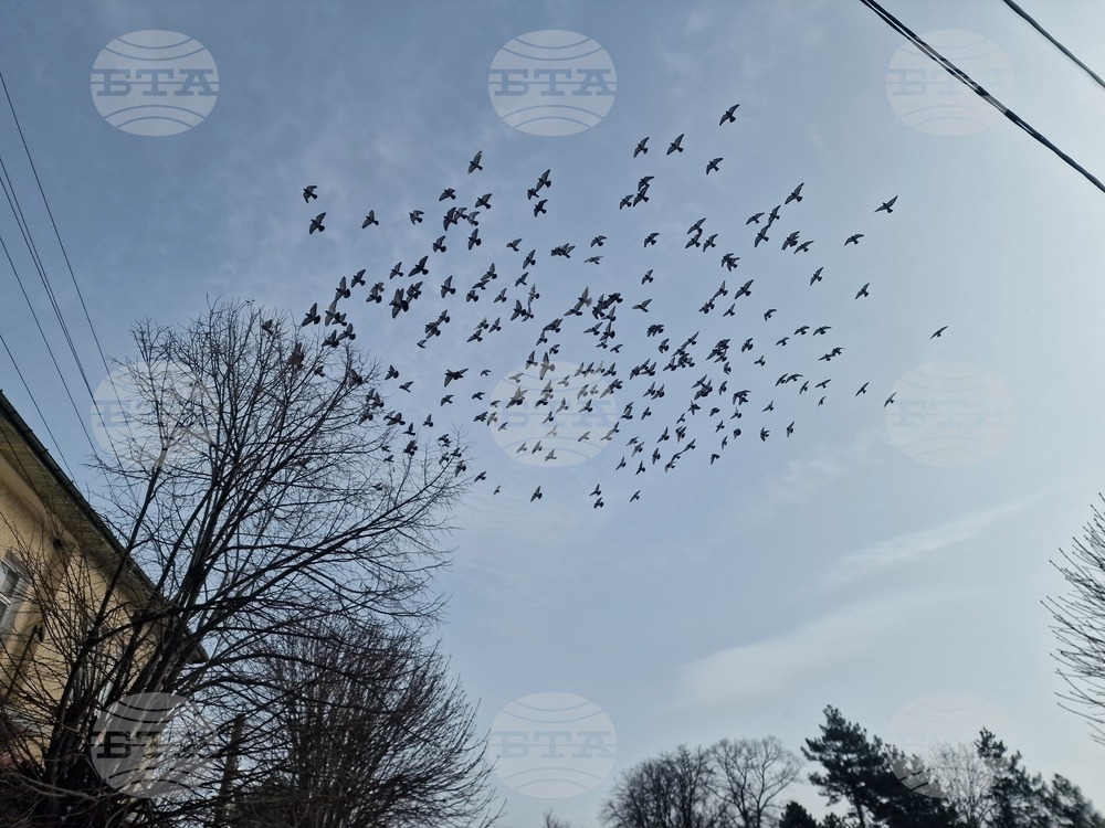 Екип на РИОСВ - София спаси кукумявка, попаднала в комин