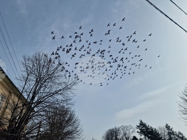 Екип на РИОСВ - София спаси кукумявка, попаднала в комин