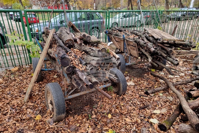Три случая на незаконно добити дърва са разкрити в Монтанско, с падането на температурите те зачестяват
