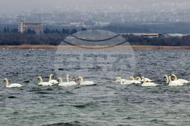 Варна - лебеди