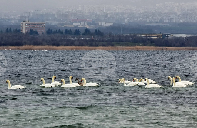 Варна - лебеди