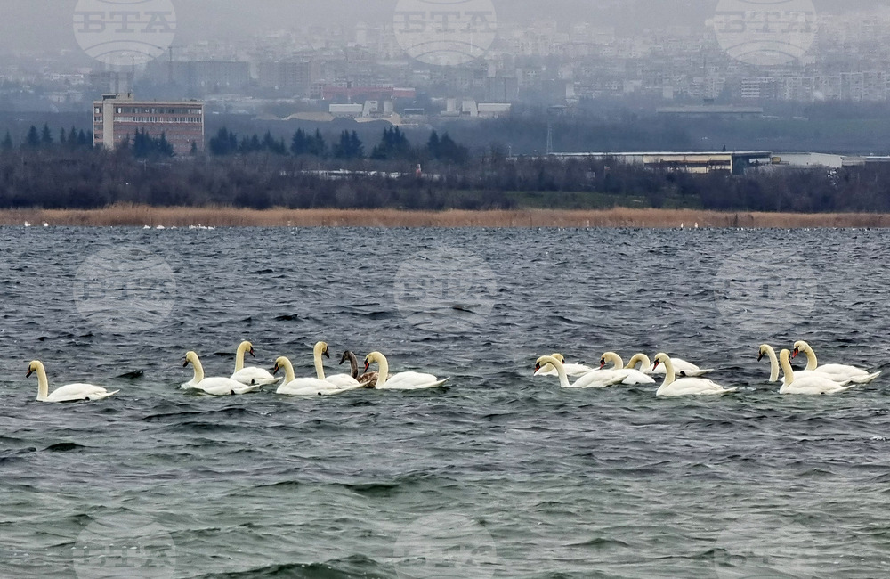 Варна - лебеди