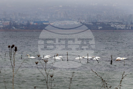 Варна - лебеди