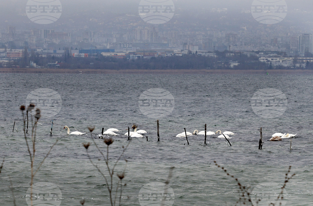 Варна - лебеди