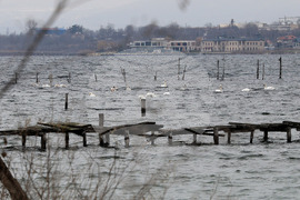 Варна - лебеди