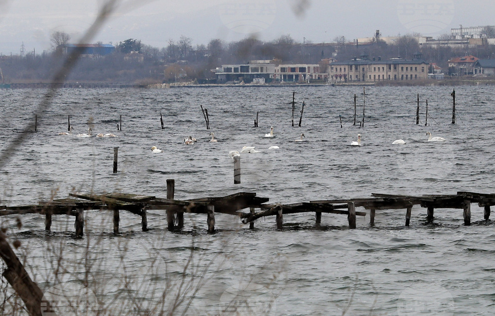 Варна - лебеди