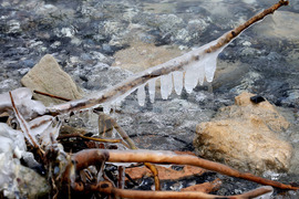 Варна - лебеди