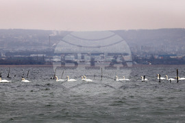 Варна - лебеди