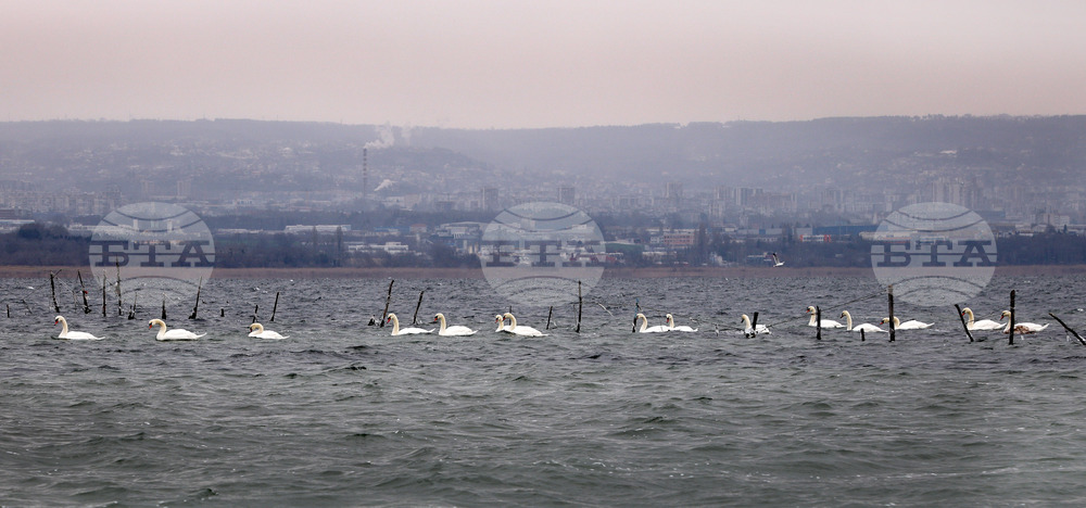 Варна - лебеди