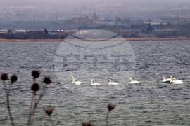 Варна - лебеди