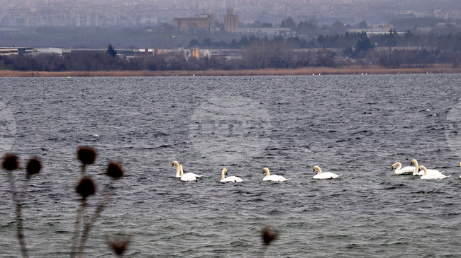 Оценяват състоянието на популацията на водолюбивите птици след годишното преброяване