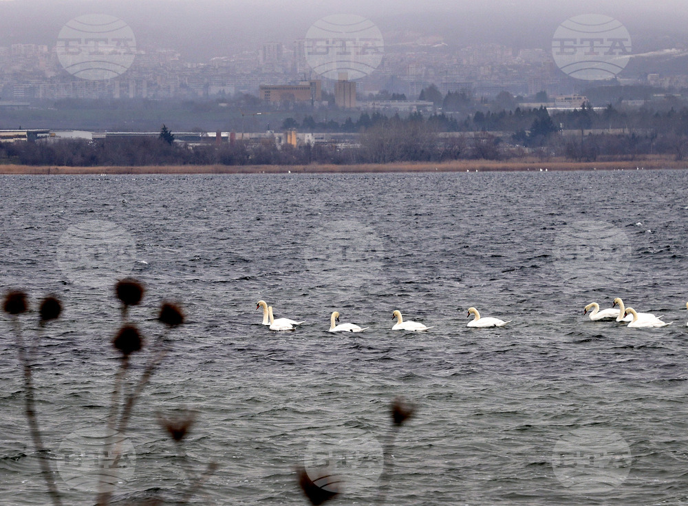 Варна - лебеди