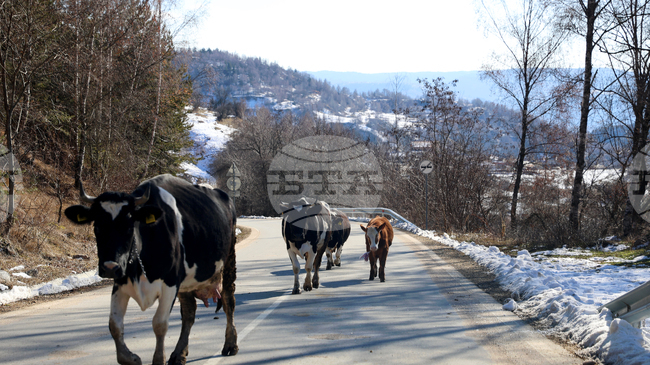 Sliven Regional Governor Warns of Penalties for Unattended Livestock on Roads