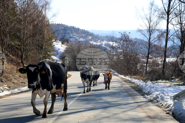 Sliven Regional Governor Warns of Penalties for Unattended Livestock on Roads