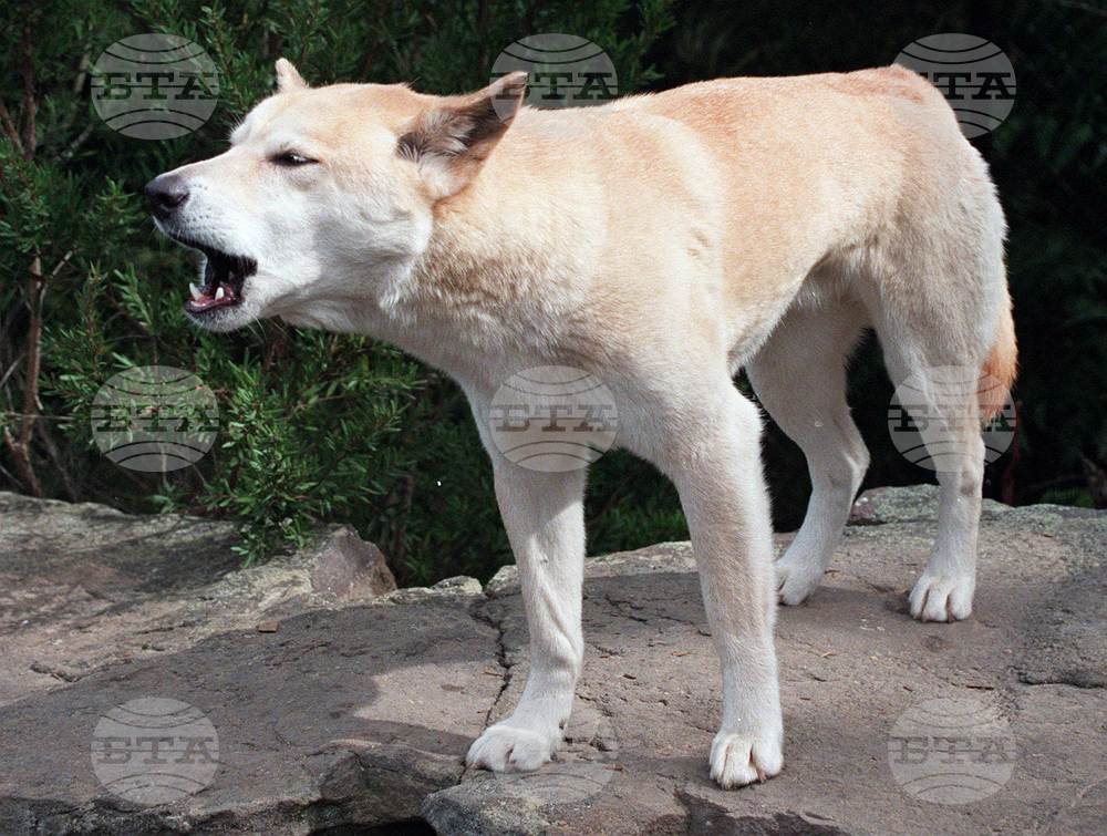 Australia Dingoes