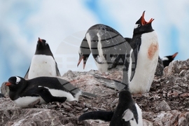 Climate Penguins