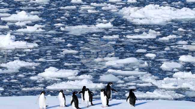 Размножителният период на пингвините се е изместил рекордно бързо заради глобалното затопляне, показва проучване