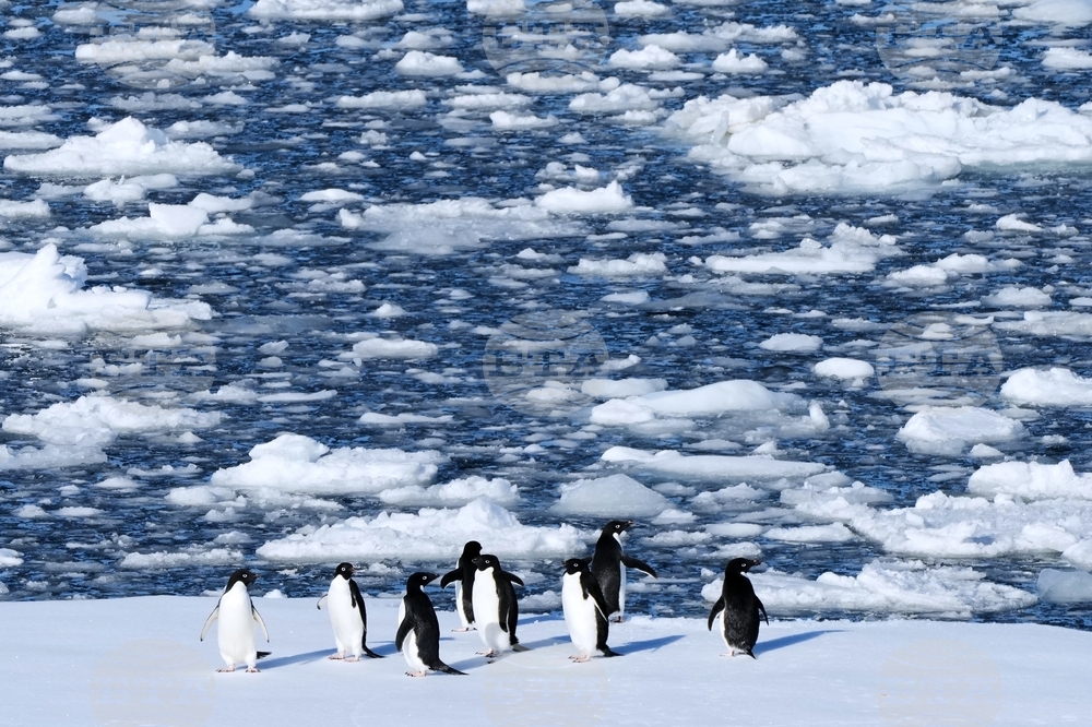 Climate Penguins
